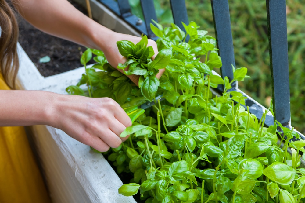 How To Start An Herb Garden Bustling, Indoor Herb Garden Basics