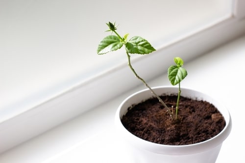 growing hibiscus plant growing hibiscus plant placed near the window