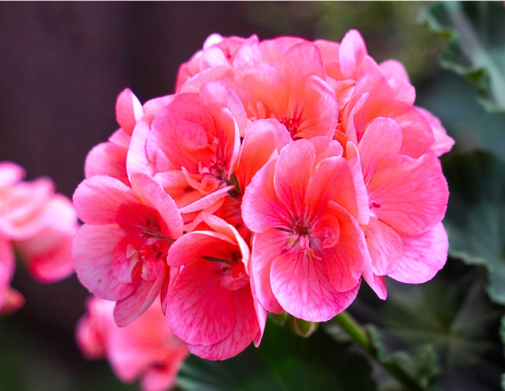 Pink flowers in the bloom when given ideal nutrients