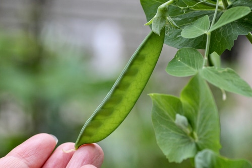 A hand holding a growing peas.