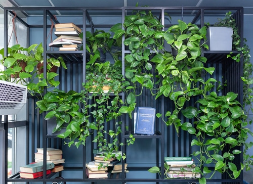 The stems and branches of a pothos plant crawling into the bookshelf