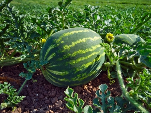 growing watermelon in an open field
