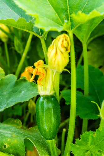 growing zucchini vegetable shiny zucchini vegetable in the garden