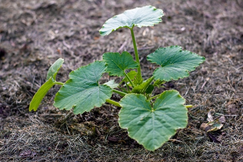 growing zucchini growing zucchini plant in the garden
