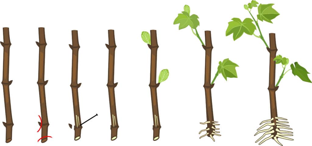 growth stages the branch of tree growth of stages