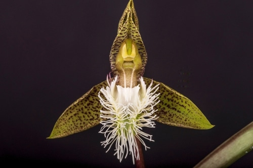 guyana orchid guyana orchid in full bloom black background