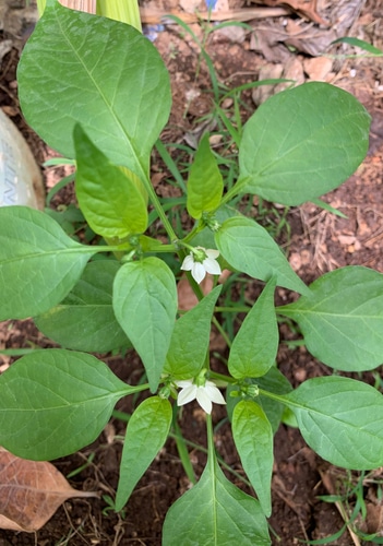 habanero white flowers young plant