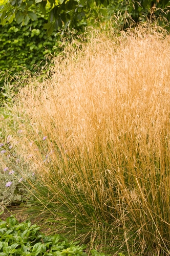 hair grass tall and full tufted hair grass