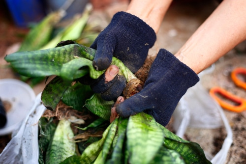 hand-separate-stems A gardener separating the individual stems of a plant for propagation.