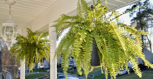Hanging ferns plant in the balcony