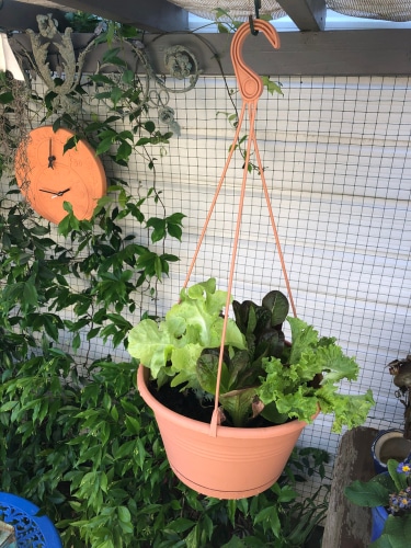a hanging lettuce plant  in the home garden
