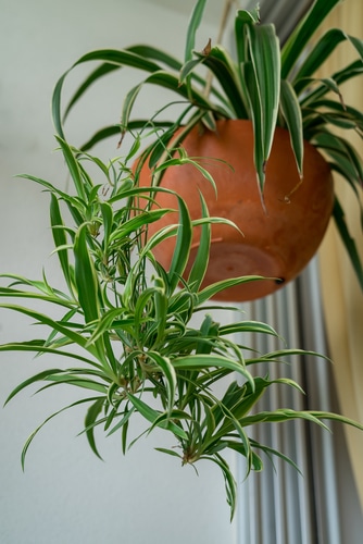 a hanging houseplant in a terracotta ceramic pot