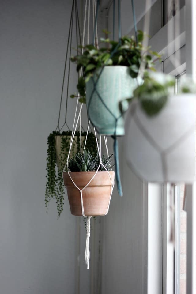 Different kinds of houseplants hanging using a macramé