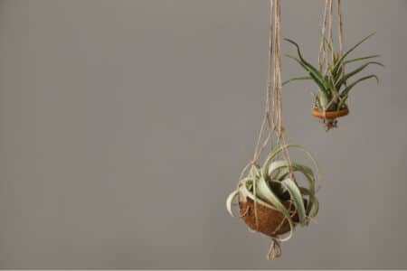 How To Display Air Plants