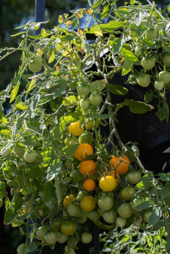 hanging ripe and unripe cherry tomatoes