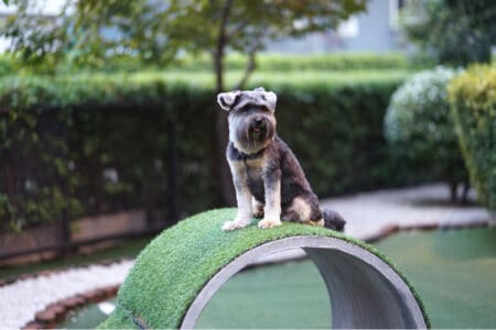 5 Backyard Dog Playground Ideas