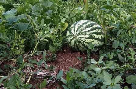 Watermelon sitting on the ground that is ready for harvest