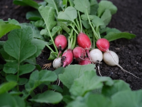 harvested radishes freshly harvested small radishes