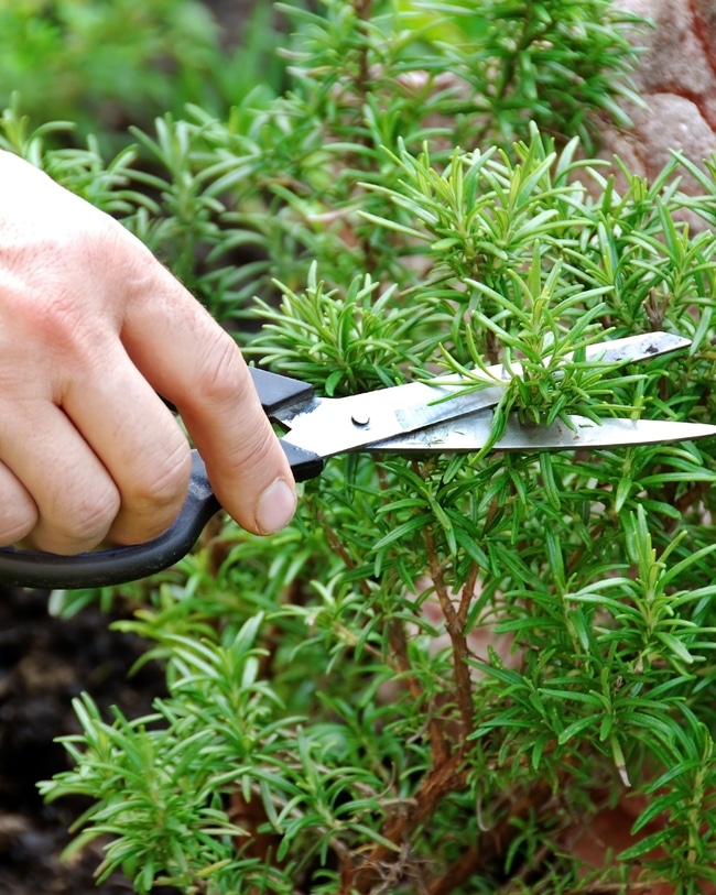 Harvesting from an herb garden allows fresh herbs to be on hand
