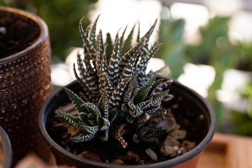 haworthia plant haworthia plant in a black plastic pot