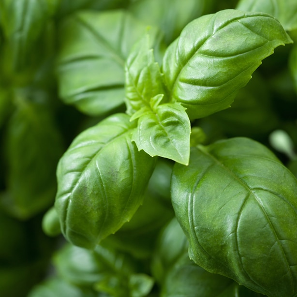 Healthy basil plant without any diseases can be eaten