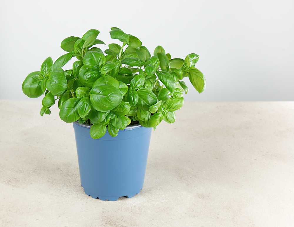 a basil plant that is growing robustly indoors