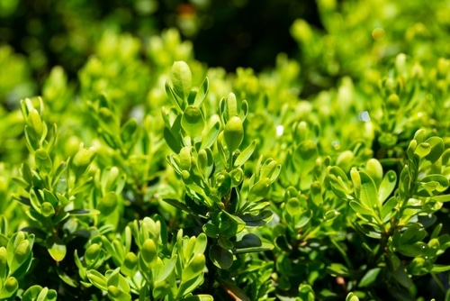 healthy boxwood plant under the heat of the sun