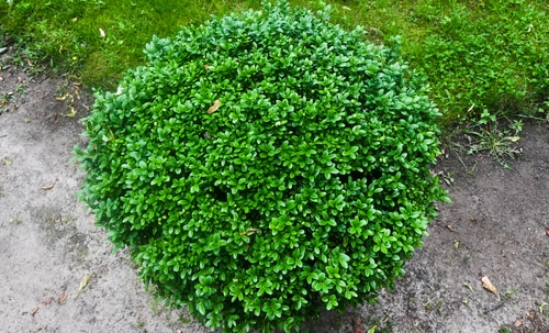 A very green and healthy boxwood shrub on a sideway