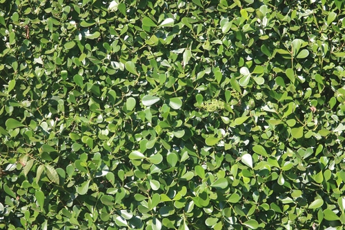 fresh, green and healthy clusia bush
