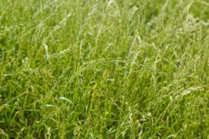Abundant growth of healthy green grass
