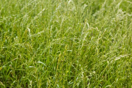 How to Grow Perennial Ryegrass