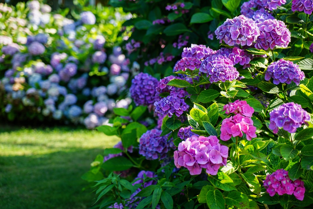 Healthy hydrangeas will have robust root systems from proper nutrients