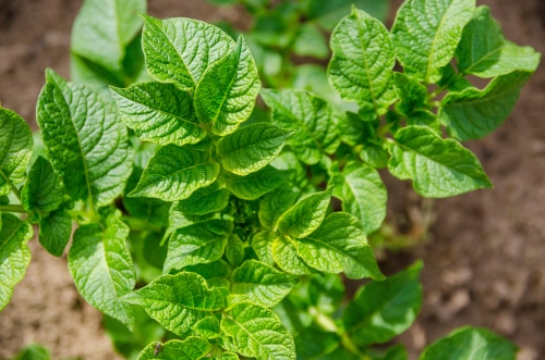 healthy leaves young and healthy leaves of potato plant