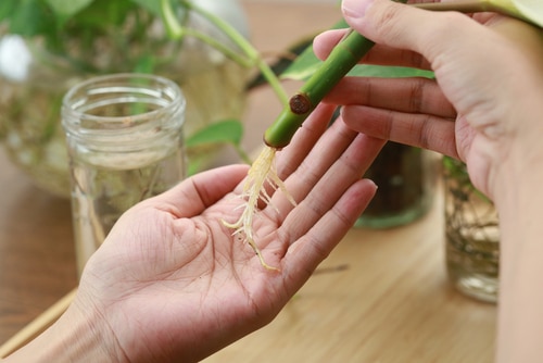 A woman's hand showing the healthy roots of a plant from water propagation.