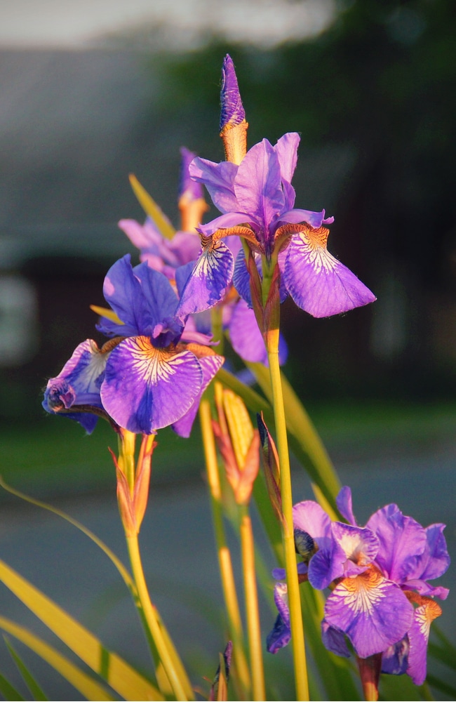 Healthy siberian iris flowers require proper nutrients and water