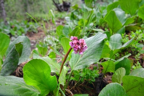 heartleaf bergenia heartleaf bergenia growing in the garden