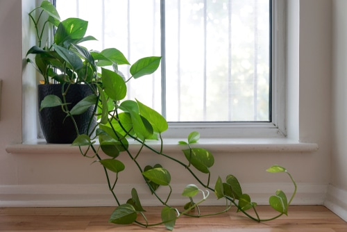 A heartleaf philodendron plant with growing vines on a windowsill.