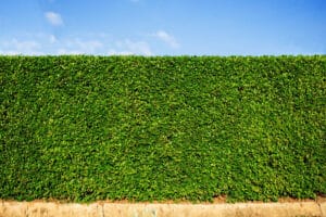 Boxwood creating a privacy hedge is perfect in florida