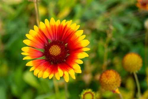 helianthus annuus yellow and red petals of Helianthus annuus