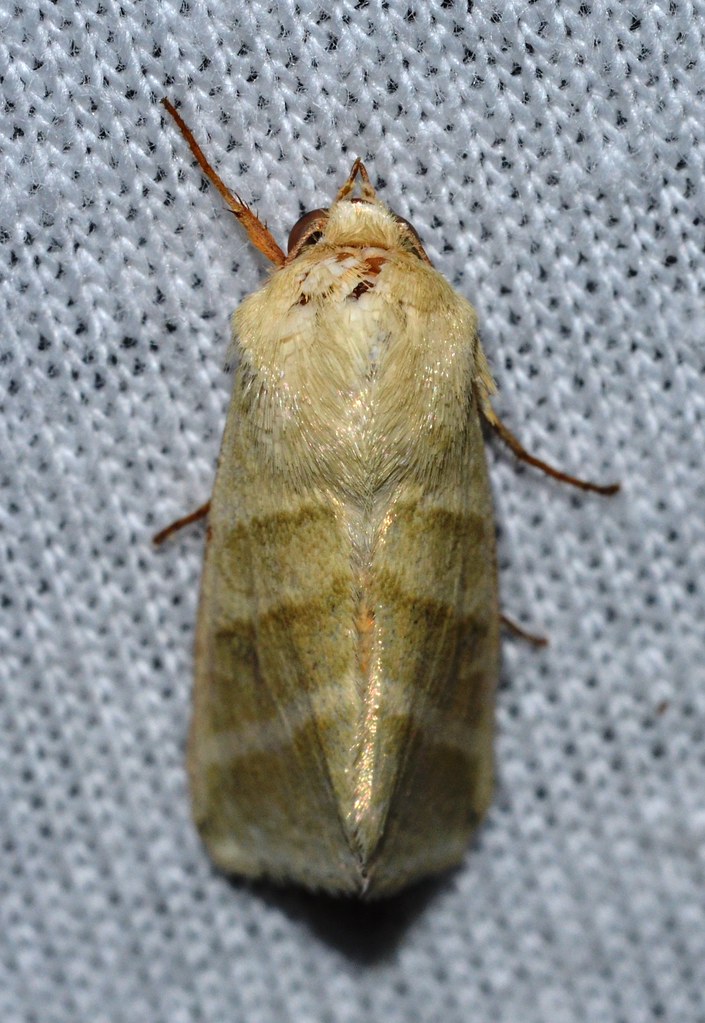 Adult moth of the heliothis virescens