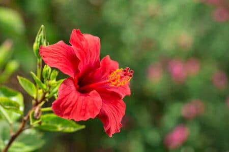 A beautiful red hibiscus plant that is healthy