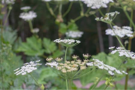 Hogweed Weed: Identification and Control