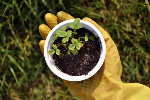 holding young plant a person with a yellow glove holding a young plant