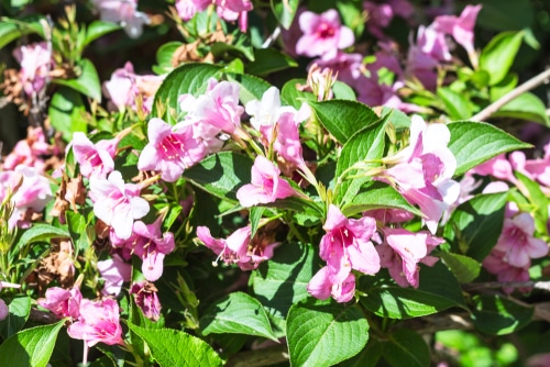 pink honeysuckle flowers under the sun