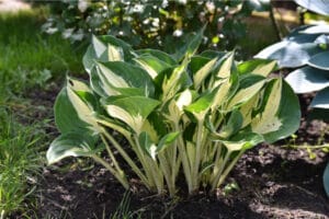 Healthy hosta plant