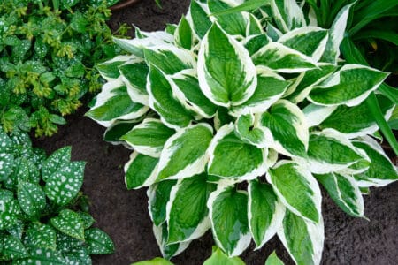Hostas grow robustly when given the proper care