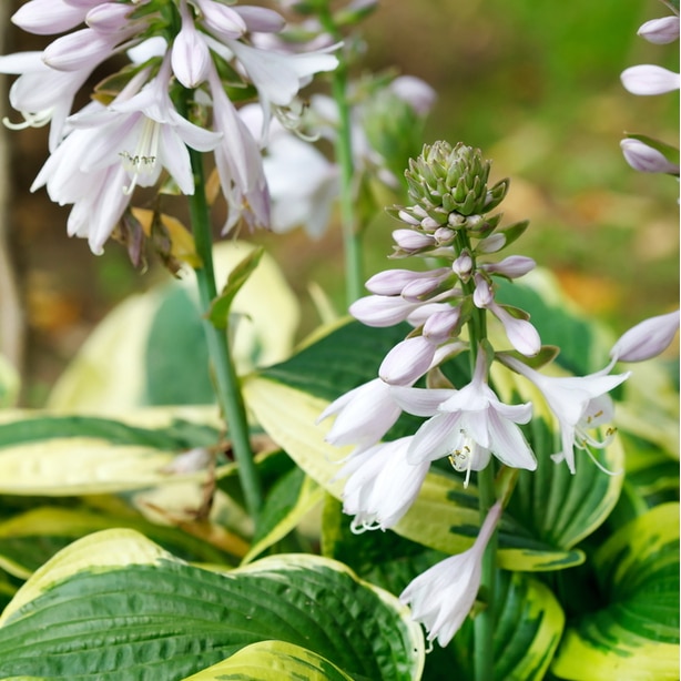 Hostas flowers bloom in the late spring to late summer