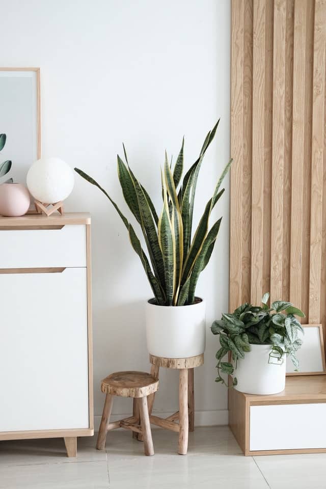 a snake plant in a simple white vase