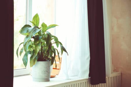How to Tell If You Overwatered Your Peace Lily