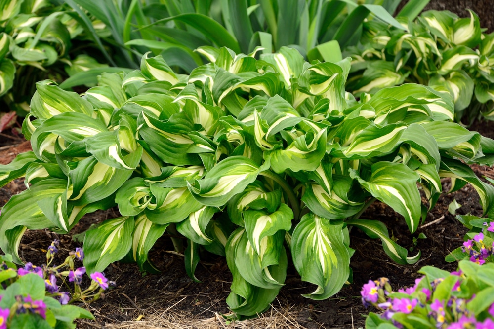Large hostas that is ready to be divided
